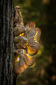 Beautiful nature photograph of a single mushroom growing on a tree