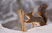 Cute winter sport themed photograph with a single red squirrel with skis and ski poles