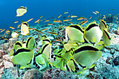 Barbier-Falterfische fressen Fischgelege, Johnrandallia nigriostris, La Paz, Baja California Sur, Mexiko