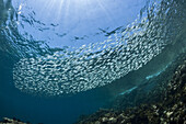 Schwarm Pazifische Sardinen, Sardinops sagax, La Paz, Baja California Sur, Mexiko