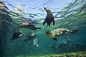 California Sea Lion, Zalophus californianus, La Paz, Baja California Sur, Mexico