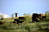 Cowflock near Bolsini, little Caucasus, Georgia