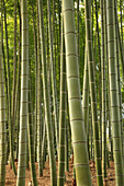 Japan; Kyoto, Higashiyama, bamboo grove