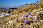 Krokus blühen auf Almwiese, Monte Caret, Gardasee, Gardaseeberge, Trentino, Italien