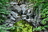 Forest reflecting in stream, Albsteig, Black Forest, Baden-Wuerttemberg, Germany