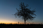 Apple Tree, Silhouette, Dawn, Fog, Petersgroden, Bockhorn, Friesland - District, Lower Saxony, Germany, Europe