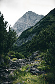 Wanderweg durch Latschen,E5, Alpenüberquerung, 2. Etappe, Lechtal, Holzgau, Tirol, Österreich, Kemptner Hütte zur Memminger Hütte