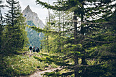 Hiking group in the forest with summit of the silver peak in the background, E5, Alpenüberquerung, 3rd stage, Seescharte,Inntal, Memminger Hütte to  Unterloch Alm, tyrol, austria, Alps