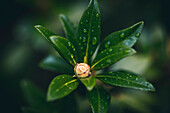 Plant with water drops, E5, Alpenüberquerung, 4th stage, Skihütte Zams,Pitztal,Lacheralm, Wenns, Gletscherstube, Zams to  Braunschweiger Hütte, tyrol, austria, Alps