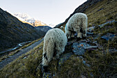 Sheep with Niederjochbach in the background, E5, Alpenüberquerung, 6th stage, Vent,Niederjochbach, Similaun hut, Schnalstal, Vernagt reservoir, Meran