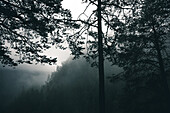 Nebliger Wald in den Bergen ,E5, Alpenüberquerung, 6. Etappe,Vent, Niederjochbach,Similaun Hütte, Schnalstal,   Vernagt Stausee,Meran
