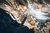 butterflies on the via ferrata , E5, Alpenüberquerung, 1st stage Oberstdorf Sperrbachtobel to Kemptnerhütte, Allgäu, Bavaria, Alps, Germany