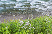 River Grønsdalslona beneath Låtefossen, Hordaland, Fjord norway, Southern norway, Norway, Scandinavia, Northern Europe, Europe