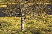 Birch in autumn,  Folgefonna national park, Hordaland, Fjord norway, Southern norway, Norway, Scandinavia, Northern Europe, Europe