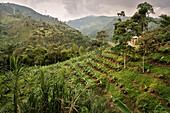 landscape at Hacienda Venecia around Manizales, UNESCO World Heritage Coffee Triangle, Departmento Caldas, Colombia, Southamerica