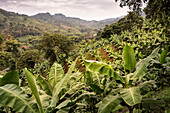 landscape at Hacienda Venecia around Manizales, UNESCO World Heritage Coffee Triangle, Departmento Caldas, Colombia, Southamerica