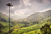 Valle del Cocora, endemische Wachspalmen, Salento, UNESCO Welterbe Kaffee Dreieck (Zona Cafatera), Departmento Quindio, Kolumbien, Südamerika