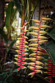 tropical flower in Detail, San Agustin, UNESCO Weltkulturerbe, Departmento Huila, Colombia, Southamerica