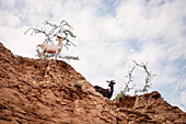 goats at Tatacoa desert (Desierto de la Tatacoa), township Villavieja nearby Neiva, Departmento Huila, Colombia, Southamerica