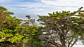 Lone Cypress, Pebble Beach, Big Sur, California, USA