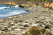 sea lions at the beach of San Simeon, San Luis Obispo County, California, USA