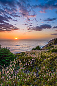 Schilfgras im Sonnenuntergang an der Big Sur, Kalifornien, USA