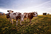 Stier und Kälber im warmen Abendlicht auf der Weide im Chiemgau