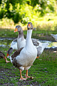 Bavarian geese enjoy the outlet in the green
