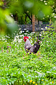 Magnificent rooster strutting through his green paradise in the middle of flowers and nettles