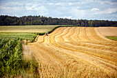 Landwirt mit Traktor auf einem Getreidefeld im Chiemgau; großes Maisfeld und abgeerntetes Getreidefeld mit Stroh