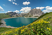 Lake Lünersee, Wood Ragwort, Mt. Kanzelköpfe, Mt. Totalpkopf, Mt. Seekopf, Rätikon, Bludenz, Vorarlberg, Austria, Europe