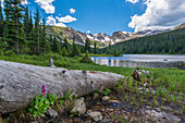 Tree trunk at Long Lake, Brainard Lake Recreational Area, Colorado, USA