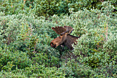 Moose in the bushes, Brainard Lake, Colorado, USA