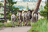 mountain sheep in the Flaming Gorge National Recreation Area, Utah, USA