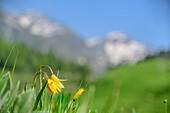 Wild tulips with mountains out of focus in background, Giro di Monviso, Monte Viso, Monviso, Cottian Alps, Piedmont, Italy