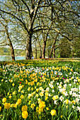 Meadow with daffodils, Mainau Island, Lake Constance, Baden-Württemberg, Germany