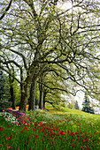 blühende Tulpenwiese im Frühling, Insel Mainau, Bodensee, Baden-Württemberg, Deutschland