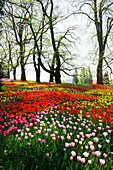 Blooming tulip meadows in spring, Mainau Island, Lake Constance, Baden-Württemberg, Germany