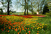 Blooming tulip meadows in spring, Mainau Island, Lake Constance, Baden-Württemberg, Germany