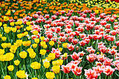 Blooming tulip meadows in spring, Mainau Island, Lake Constance, Baden-Württemberg, Germany