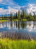 Schiefe Bäume und versunkene Baumstämme an einem kleinen See, Denali Highway, Alaska, USA