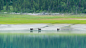 Junge Elche am Ufer des Eklutna Sees nördlich von Anchorage, Alaska, USA