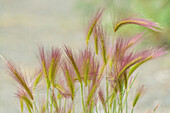 soft reed, Kluane Lake, Yukon Territory, Canada