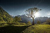 sycamore tree in green Valley,  Great sycamore Valley, Eng, Riss Valley, Tyrol, Austria