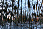 Winterlandschaft Wald im Moor zur Blauen Stunde nach Sonnenaufgang