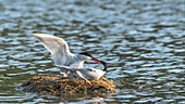 Common terns while mating at the nest