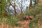 Junge Füchse am Fuchsbau zum Sonnenaufgang