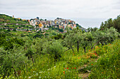 Dorf mit bunten Häusern an der Küste, Corniglia, Cinque Terre, UNESCO-Weltkulturerbe, Provinz La Spezia, Ligurien, Italien