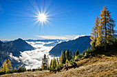 Larch trees in autumn colours with mood of fog above lake Achensee, Rofan and Karwendel in background, Seebergspitze, Karwendel range, Tyrol, Austria