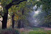 Parkway with old oaks, Staatsdomäne Beberbeck, Reinhardswald, North Hesse, Germany